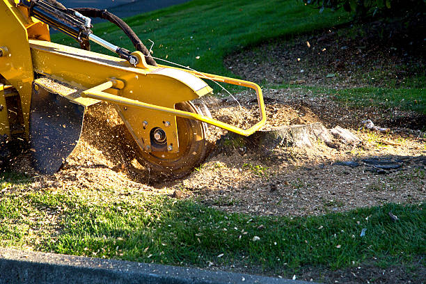 Trusted Oak Ridge, NJ Tree Services Experts
